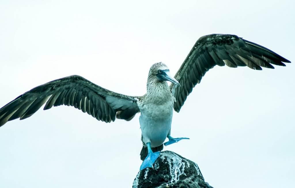 BLue Footed Boobie dancing