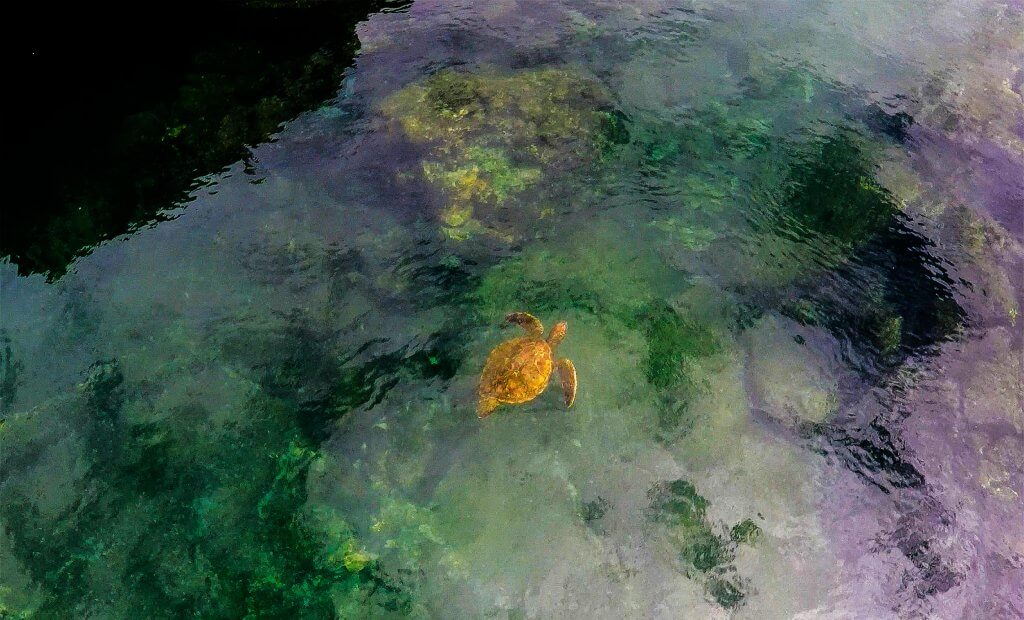 sea turtle swimming