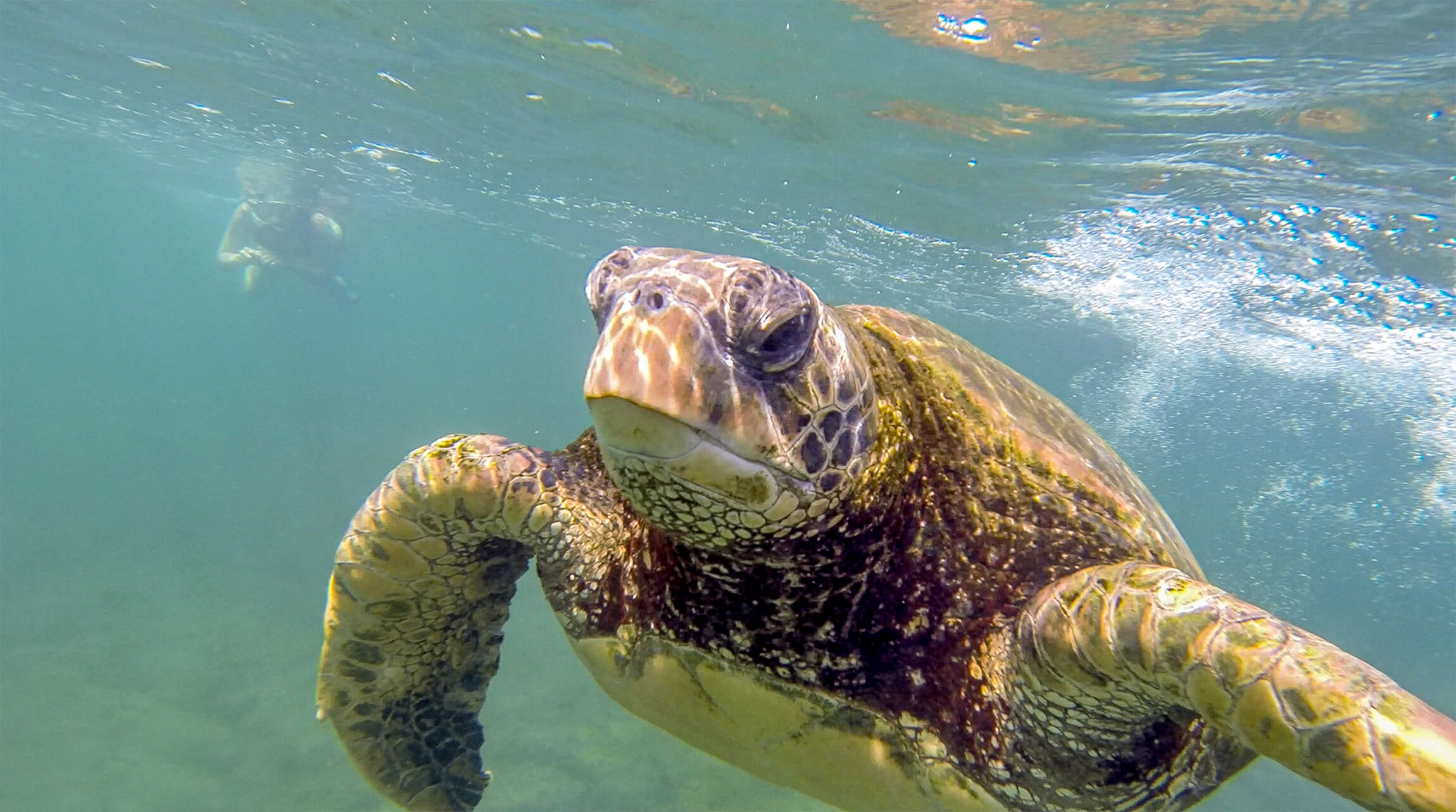 Galapagos Sea Turtle Galapagos Alternative