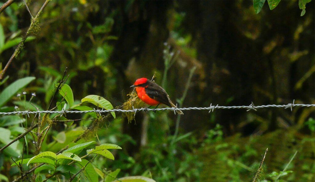You can catch a glimpse of a Pajaro Brujo on an Isabela Highlands tour.