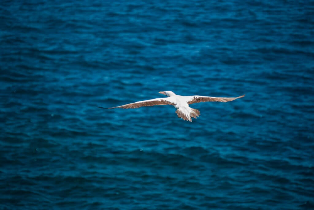 Nazca Boobie in flight