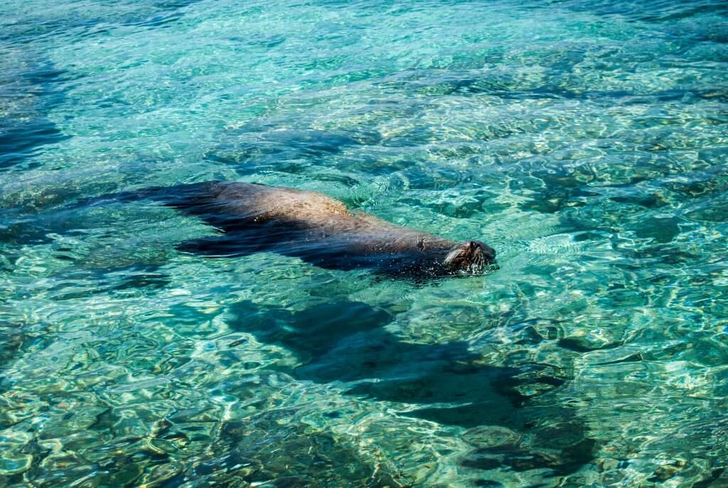 Male sea lion protecting its harem, South Plazas Island © 2018 amin-saidi-imagery.com