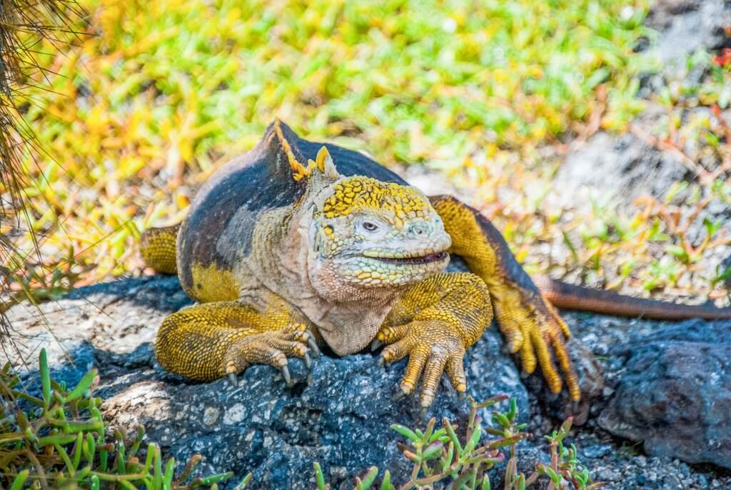 Land iguana south Plazas Island