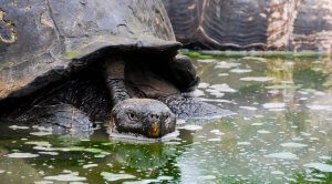 Galapagos tortoises like to protect their territory.
