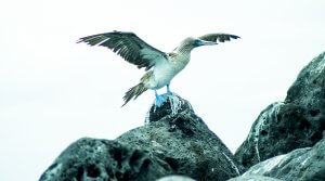 Blue-footed Boobie bailando on North Seymour island.