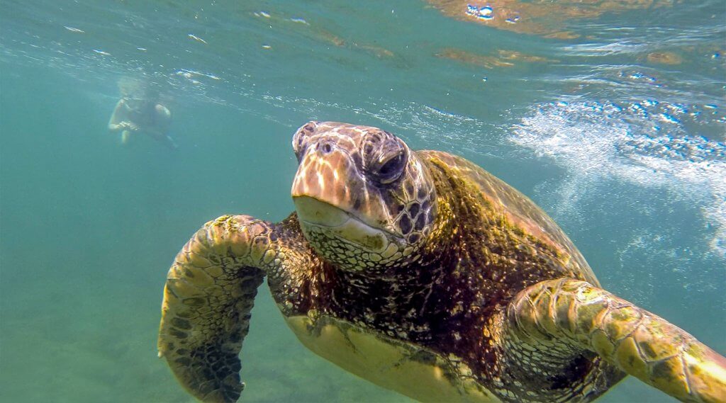 Snorkeling with sea turtles. Lava tunnels tour.