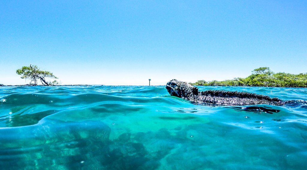 Marine Iguana paddling across Concha y Perla lagoon.