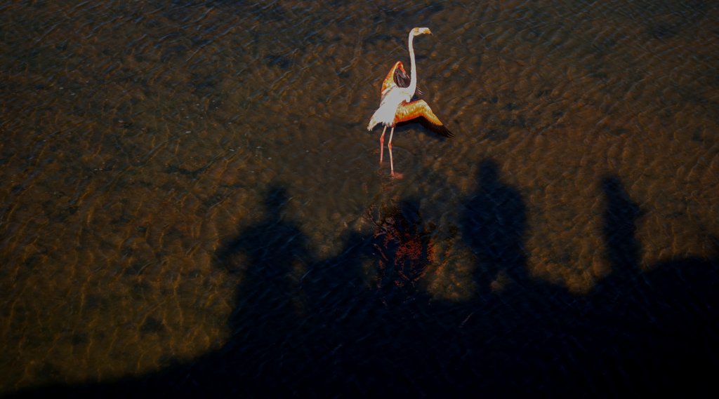 Flamingo in the sun. Galapagos Islands ©amin-saidi-imagery.com