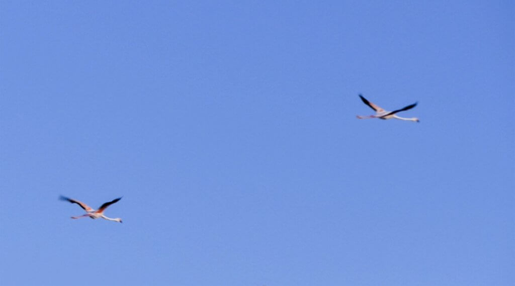 Flamingos in flight Above Isabela Island.