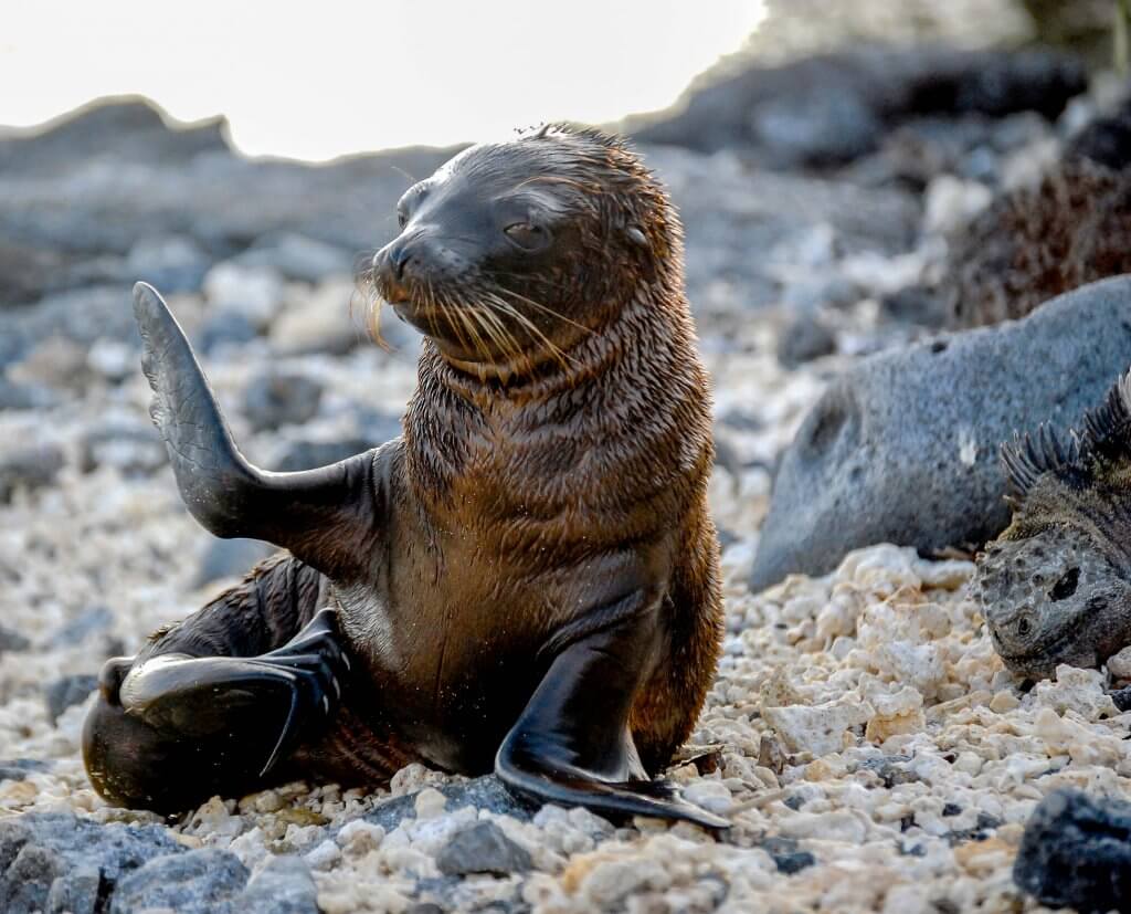 Sea lion pup waving on the beach.