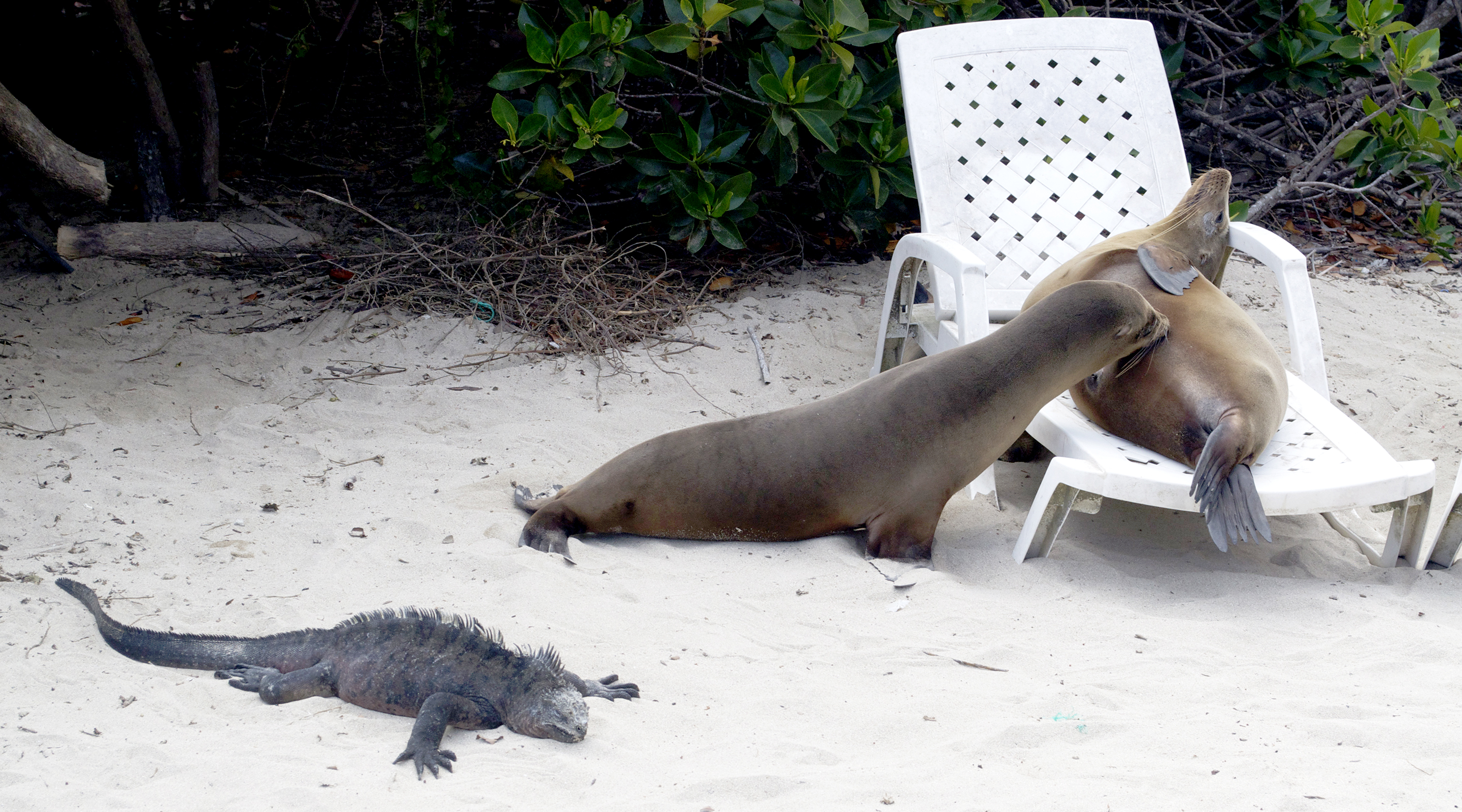 Local wildlife taking advantage of the beach furniture.