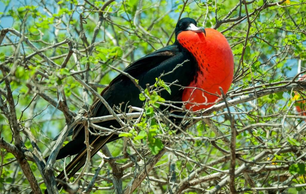 Male frigate bird posing proudly. ©2018 amin-saidi-imagery.com