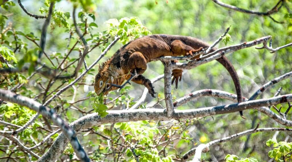 Land Iguana feeding in a tree. ©2018 amin-saidi-imagery.com