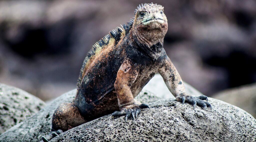 Iguana perched on a shore side rock.