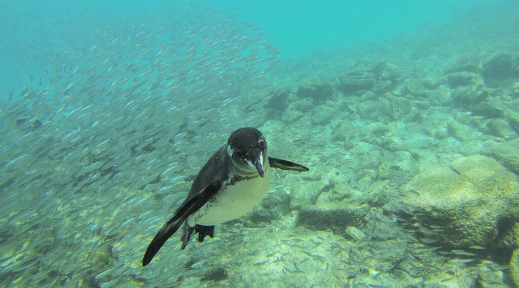 Galapagos Penguins flying through the waters near Pinzon island.