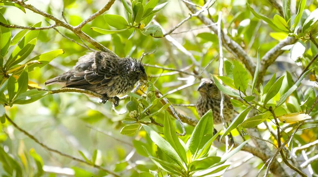 The diversity of Galapagos Finches inspired Darwin's theory of evolution.