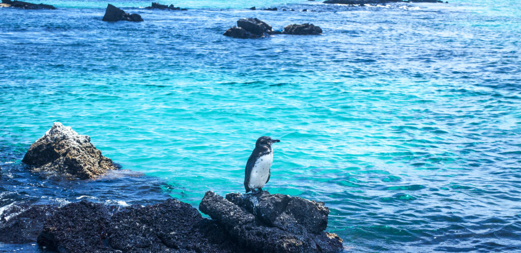 Galapagos Penguin perched on a rock in Los Tuneles.