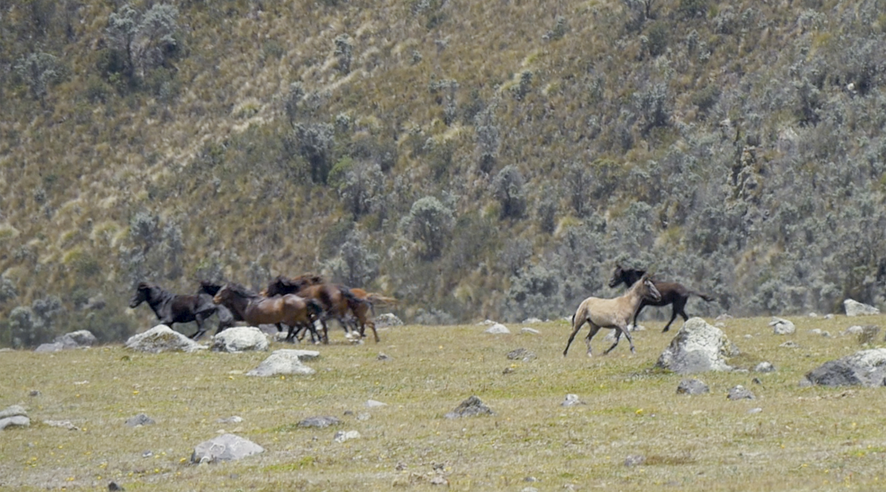 Horses run free on the foothills of Cotopaxi. 