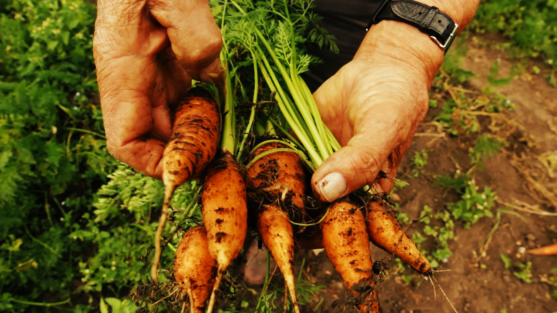 Organic carrots pulled fresh from the soil - Slow Food Culinary Tour
