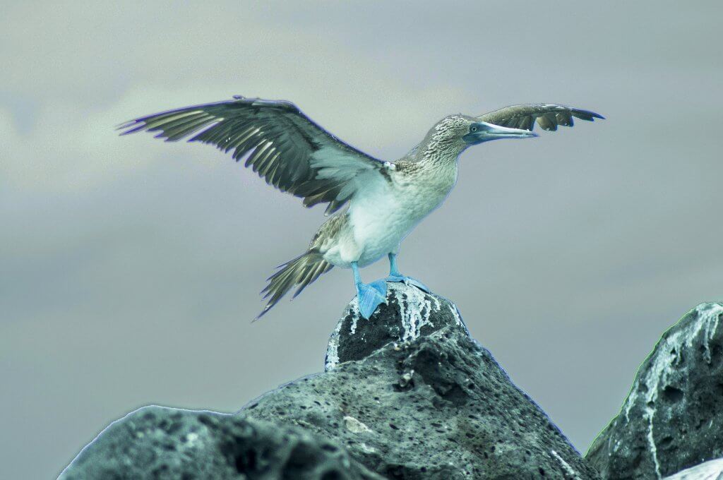 Blue Footed Boobie spreading its wings while standing on a rock