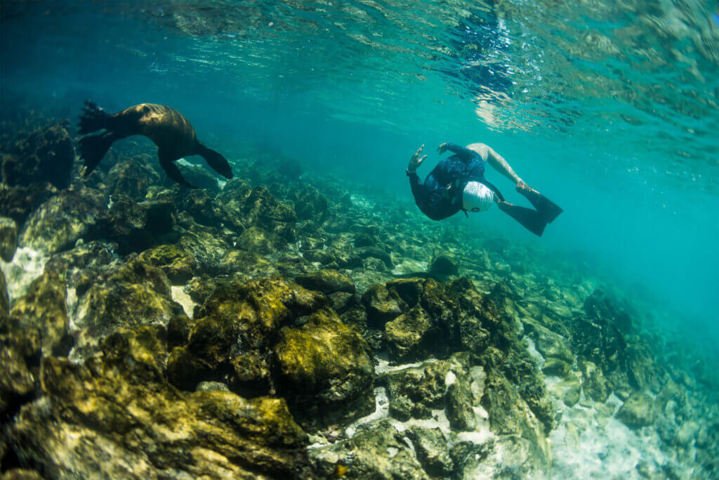 Swimtrek participant swimming with a curious sea lion in the galapagos